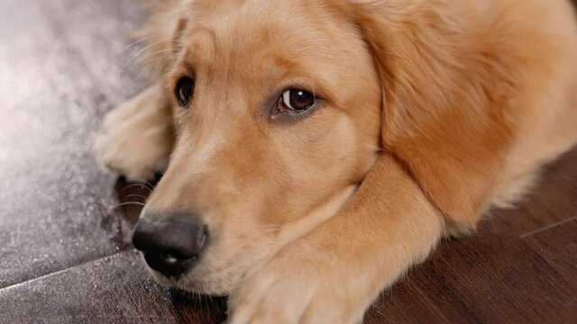 Close Up of Puppy Eyes and Emotion Slow Motion. close up view of golden retriever puppy face looking around with emotional puppy eyes