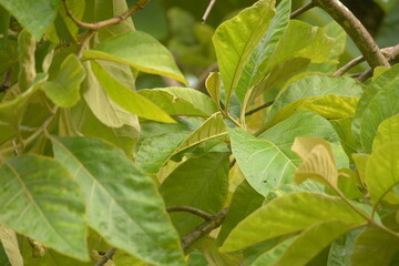 leaf big tree tectona grandis defocused baground