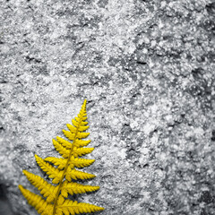 Yellow fern on a gray stone background. The square photo was shot in macro style. There is a space for text.