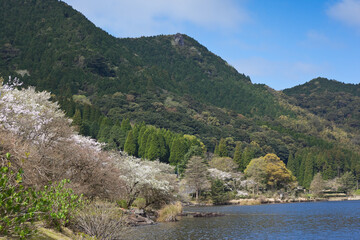 Fototapeta na wymiar 藺牟田池の湖面の上で咲く満開の桜 