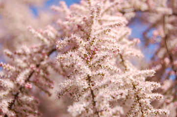 Close up of a spring flowering of a tender pink flowers on nature light blue background
