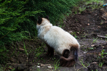 himalayan siamese cat with blue eyes walking gracefully