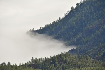 ÁRBOLES ENTRE NUBES