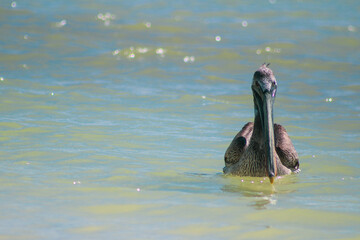 Swimming Pelican