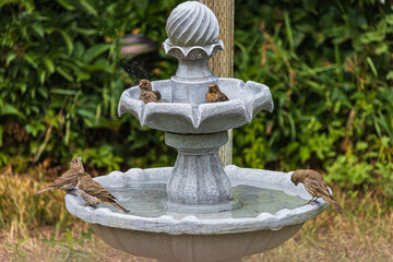 Small birds bathing in a back garden fountain in the summer - Powered by Adobe