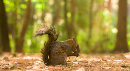 la tranquilidad del bosque
