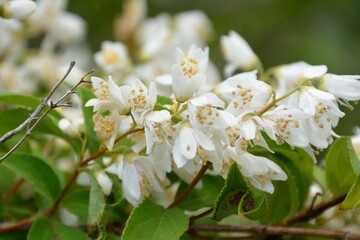 Fototapeta premium 白い花をたくさんつけた春のウツギ