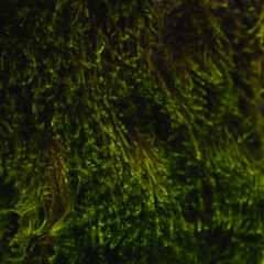 Blurred and distorted texture of green moss. Square photo was shot in macro style. There is a space for text.