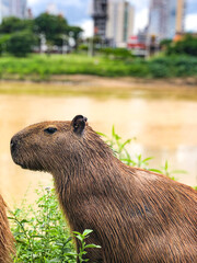 marmot in the grass