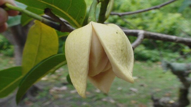 familia Annonaceae planta araticum do brejo  - annona glabra