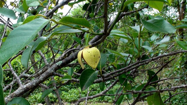 familia Annonaceae planta araticum do brejo  - annona glabra