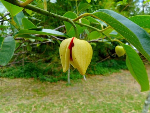 familia Annonaceae planta araticum do brejo  - annona glabra