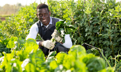 African-American man gathering in crops of leaf beets in his spring vegetable garden ..