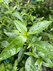 Fresh green Andrographis paniculata plant in nature garden
