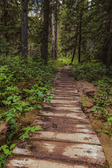 Fototapeta na wymiar Raised platform path into the forest