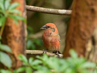 のんびりくつろぐ独特のくちばしのイスカ　オス