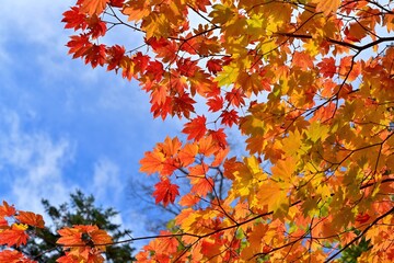 オンネトー湖キャンプ場で見たきれいに色づいたカエデの紅葉グラデーション＠北海道