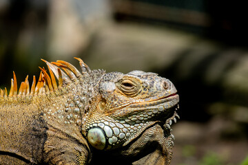 Close up view of a Green iguana is sunbathing in a zoo
