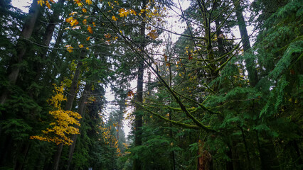 Woods, Cathedral Grove, MacMillan Provincial Park, Vancouver Island, Nanaimo, BC, Canada