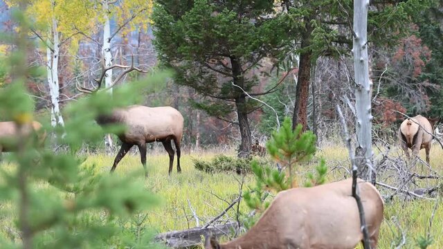 Bull elk in the Canadian Rockies