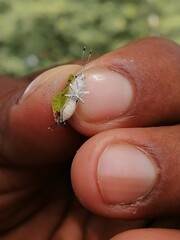 mosquito on a hand