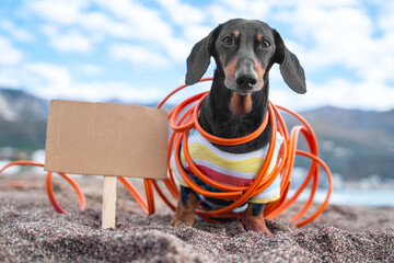 Cute environmental activist dachshund dog wrapped wire in protest, stuck cardboard sign with copy space for requirements in sand and staged picket.