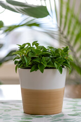Healthy green houseplant in a white pot - vertical