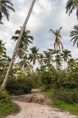 Tropical Palm Trees