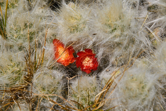 Tephrocactus Images Browse 60 Stock Photos, Vectors, and Video