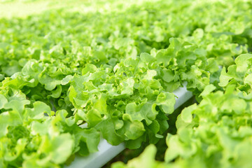 Greenhouse vegetable on water pipe with green oak, Hydroponic lettuce growing in garden hydroponic farm lettuce salad organic for health food.