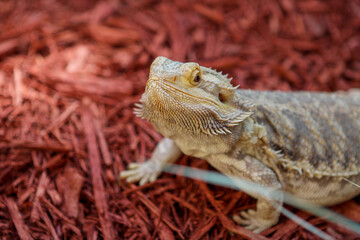 Obraz premium Portrait of a bearded dragon / Pet reptile 