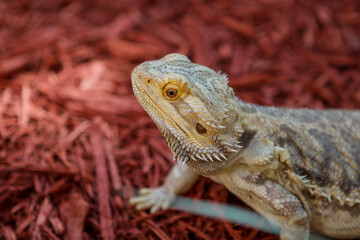 Portrait of a bearded dragon / Pet reptile 