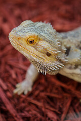 Portrait of a bearded dragon / Pet reptile 
