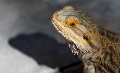 Obraz premium Portrait of a bearded dragon / Pet reptile 