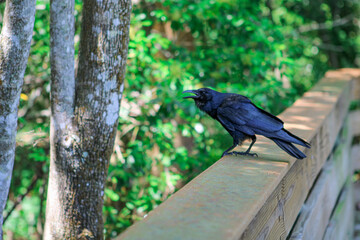 Crow / Raven on a fence 