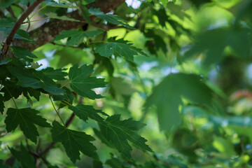 green leaves background