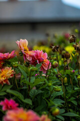 red and yellow flowers