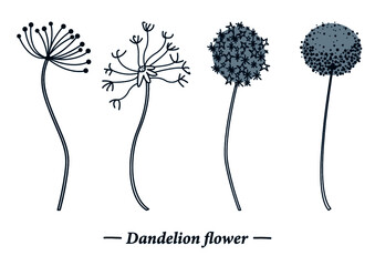 Vector illustration of dandelion flower