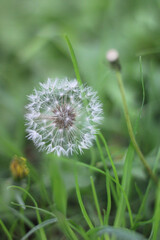 dandelion head