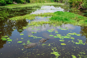Alligator in the Everglades swamp 