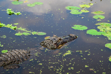 Alligator in the Everglades swamp 