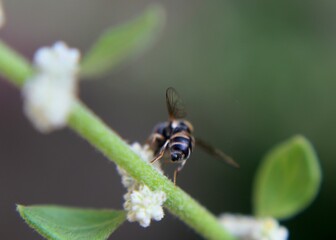 close up of a flying insect honey bee on small flower (Aerva lanata -mountain knotgrass - polpala plant)  in a home garden in Sri Lanka
