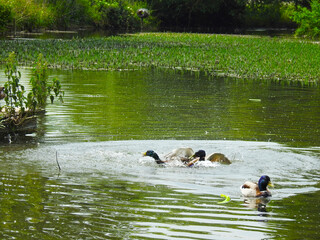 View of the pond and ducks fighting with each other