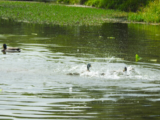 View of the pond and ducks fighting with each other