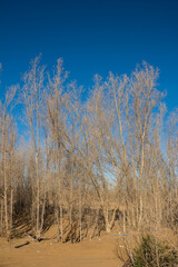 leafless trees