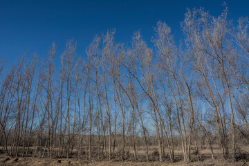 leafless trees