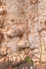Giant Tingle Trees, Walpole, Western Australia 