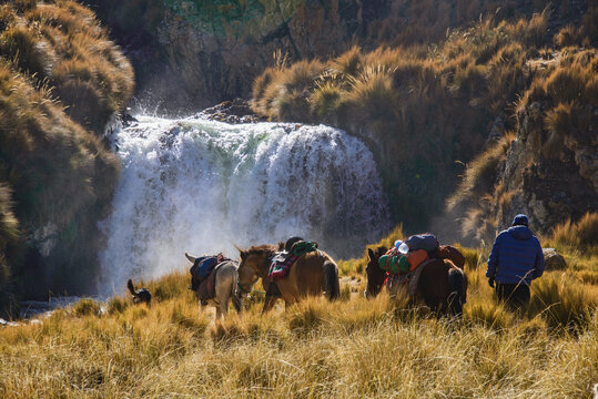 A muleteer and his pack mules on the trail on the Cordillera Huayhuash circuit, Ancash, Peru