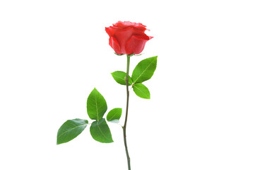 Fototapeta premium Beautiful red rose with green leaves on a white isolated background close up