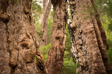 Giant Tingle Trees, Walpole, Western Australia 